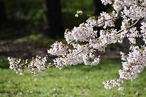 揺れる桜