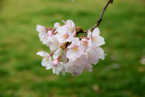 「桜の花」の写真素材