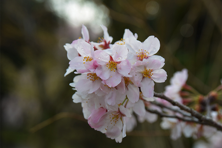 雨露に濡れた桜