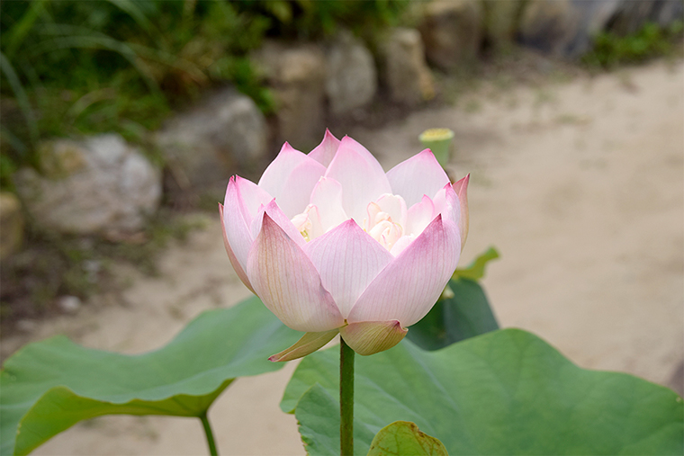 蓮の花(横から)
