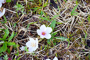 落ちた桜