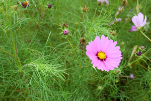 「桃色のコスモス」の写真素材