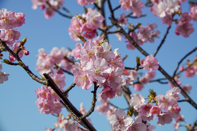 河津桜３