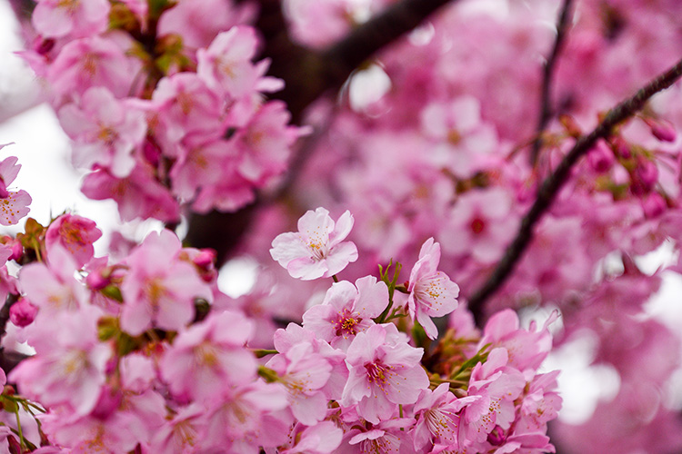 河津桜４