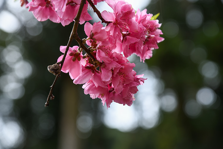 花桃２