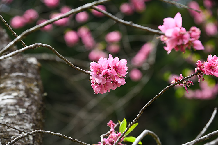 花桃３