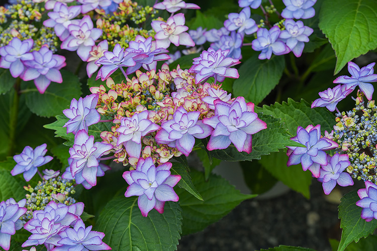 紫っぽい額紫陽花