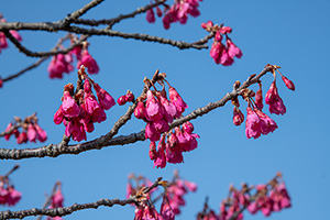 「寒緋桜２」の写真素材