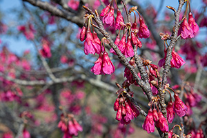 「寒緋桜４」の写真素材