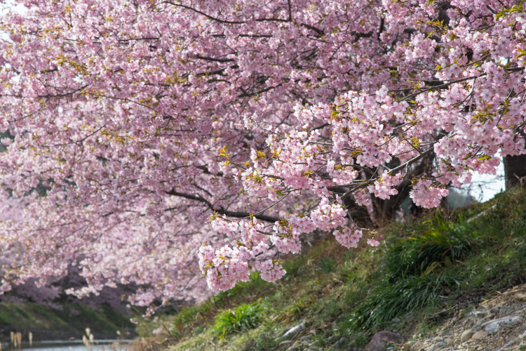 河津桜の桜並木