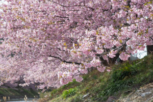 「河津桜の桜並木」の写真素材