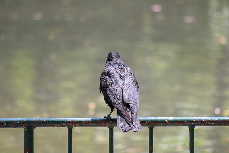 哀愁漂うカラスの背中