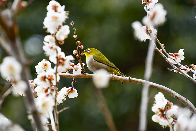 梅とメジロ