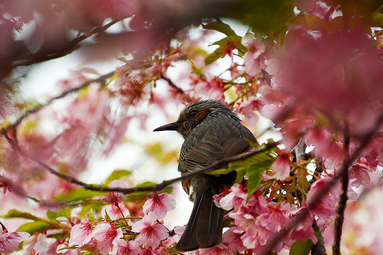 振り向くヒヨドリ