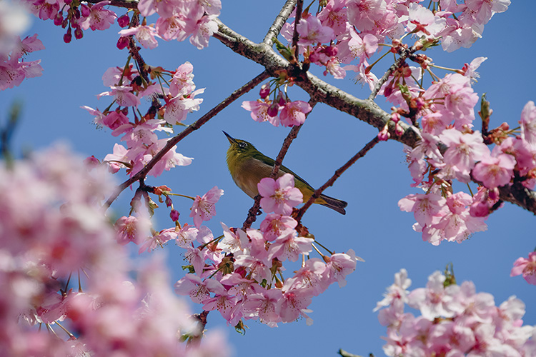 メジロと河津桜