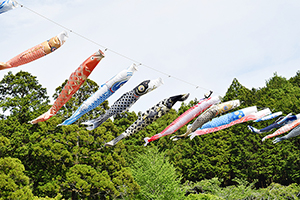 「鯉のぼり」の写真素材